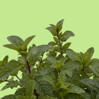 Berries And Cream Mint