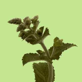 Bowles Mint
