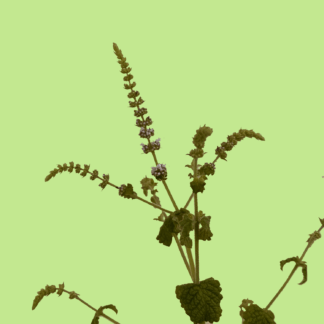 Carol Mint