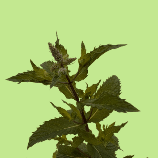 Costa Rica Mint