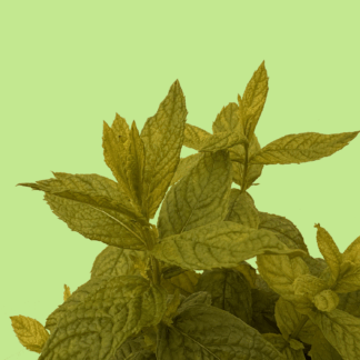 Dionysus Mint