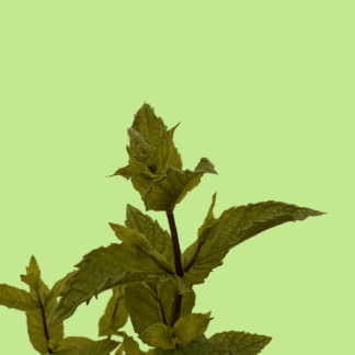 Fraîche Mint