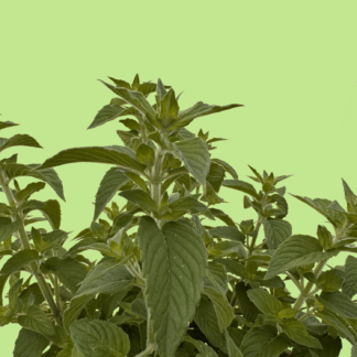 Hillary's Sweet Lemon Mint