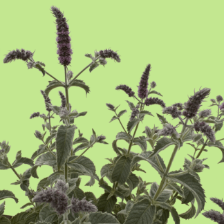 Himalayan Mint