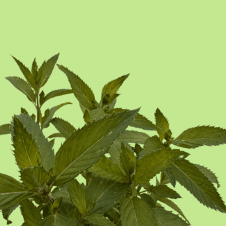 Horsemint