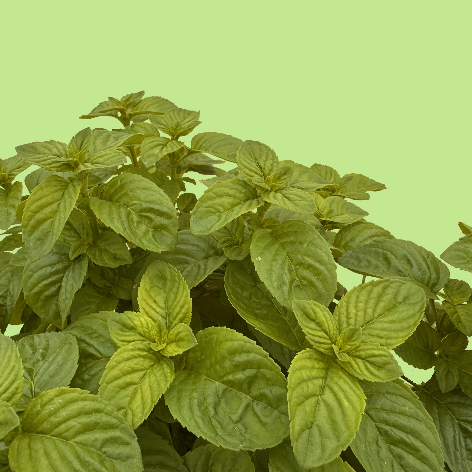 Japanese Mint - Image 2