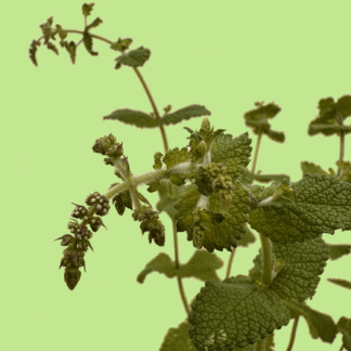 Johannisdorf Mint