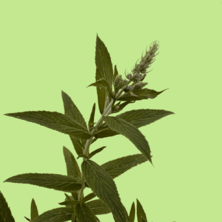 Kagenhild Mint