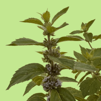 Lemon Arvensis Mint