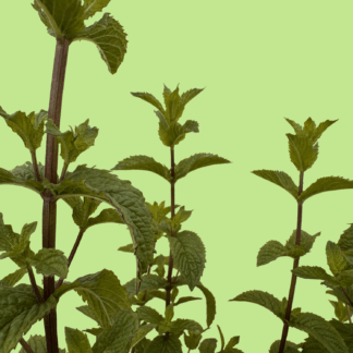 May Mint