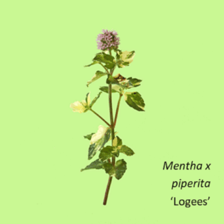 Single Mint Variety