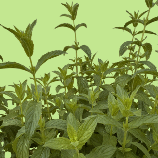 Proserpina Mint