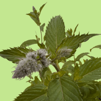 Sasja Mint