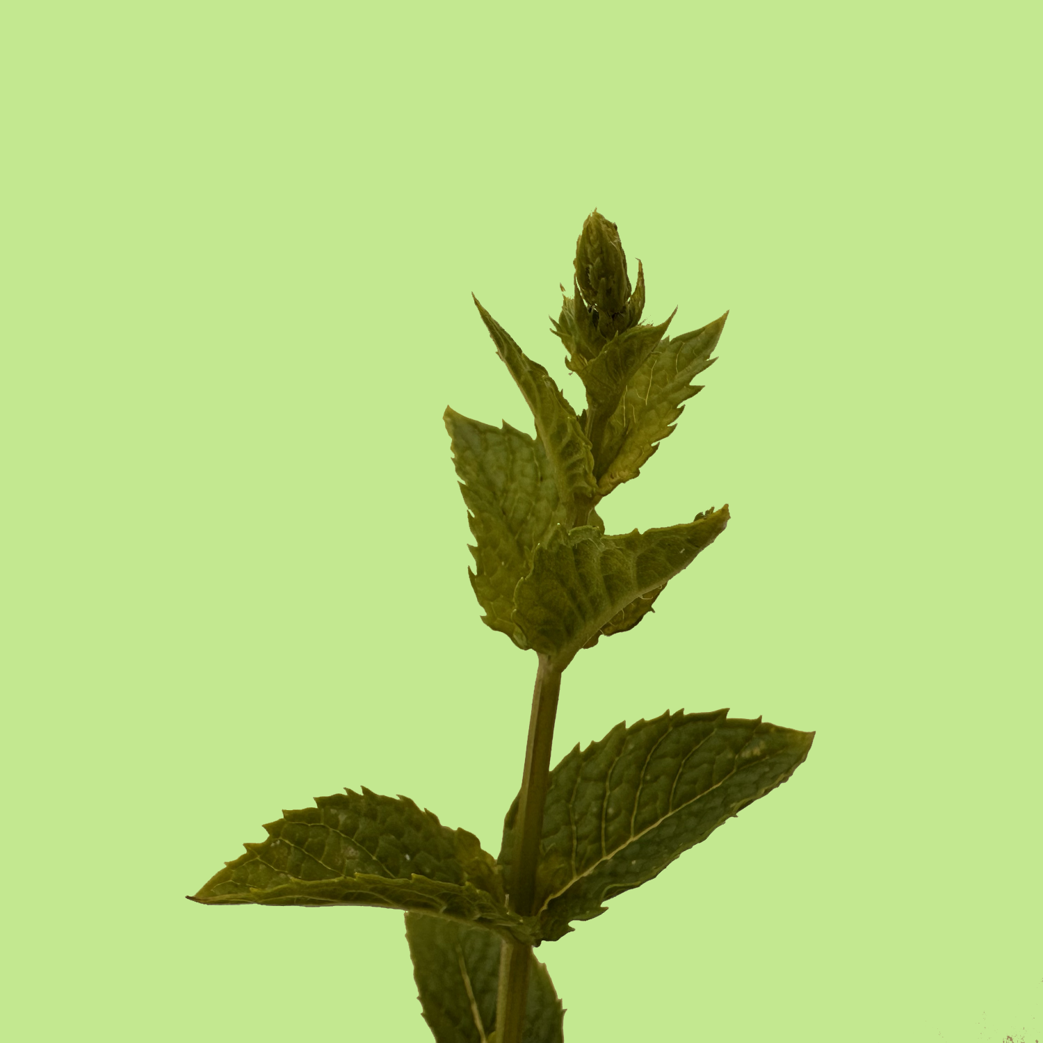 Teide mint