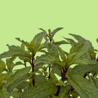 Thai Mint