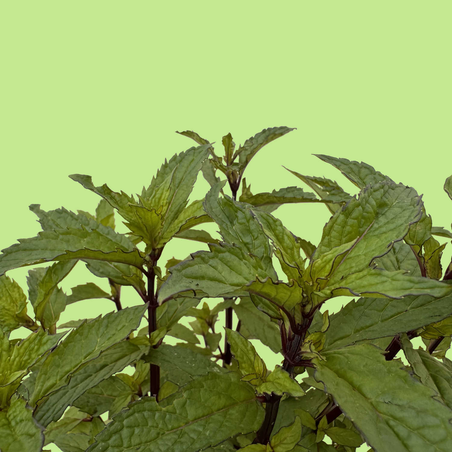 Thai Mint