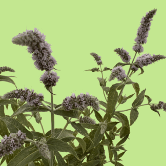 Wild Asian Mint