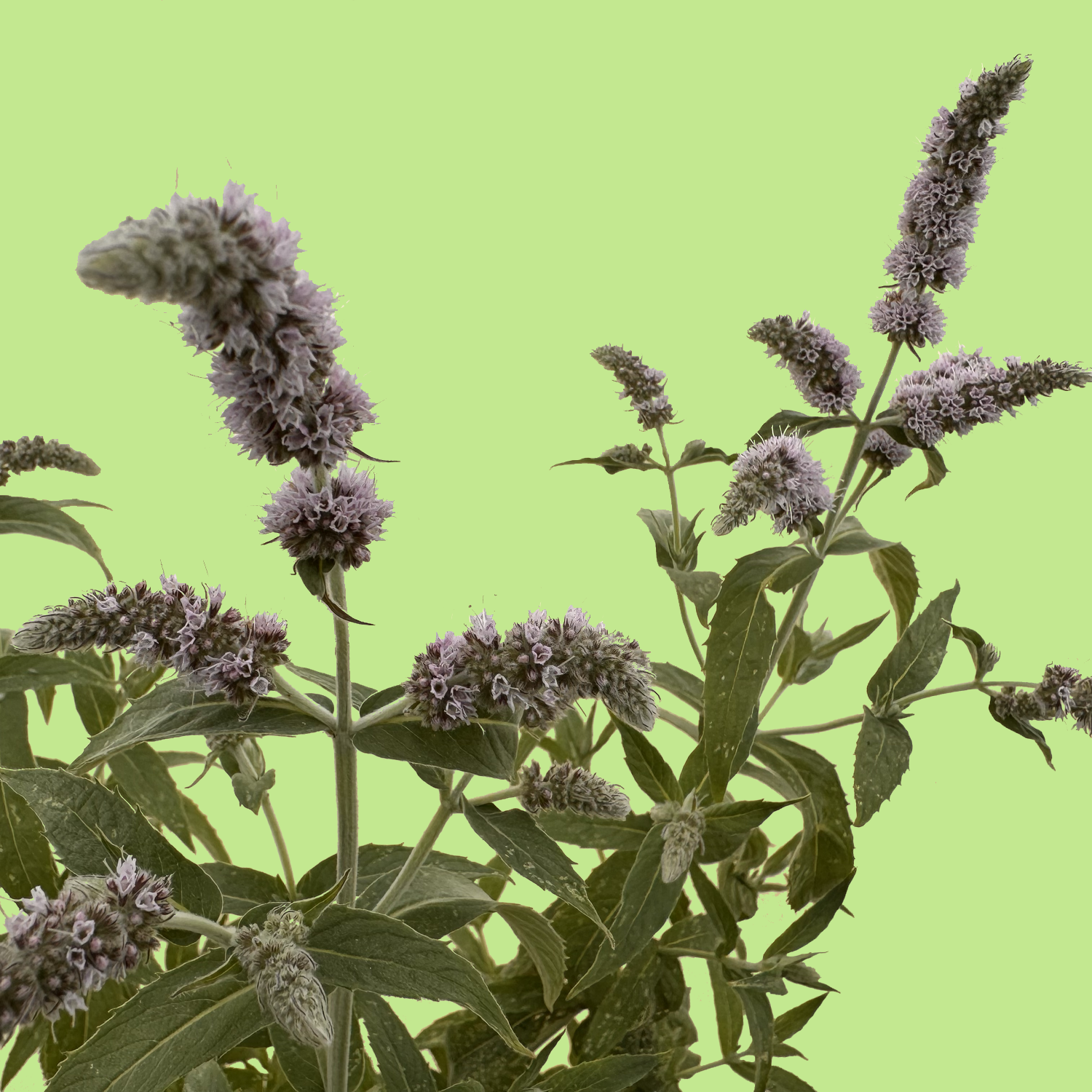 Wild Asian Mint