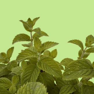 Wine Mint